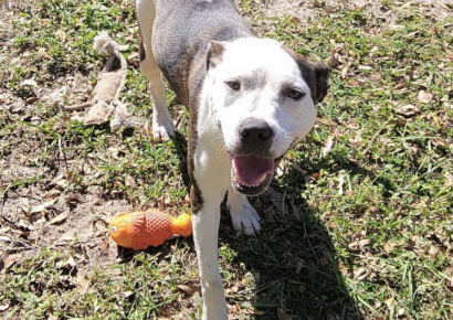 Shelter dog of the week: Asics